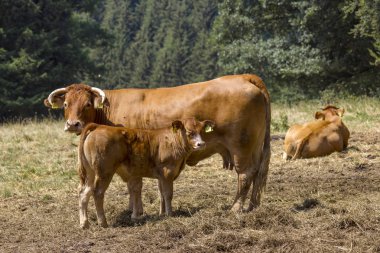 Eifel manzarasında yeşil çayırlarda yürüyen Kahverengi İnek, Almanya
