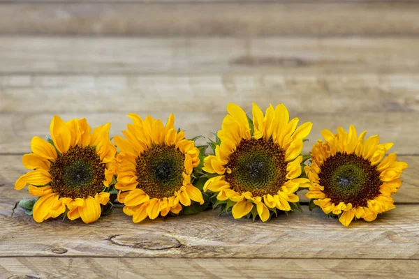 Sonnenblumen Auf Holzgrund Helianthus — Stockfoto