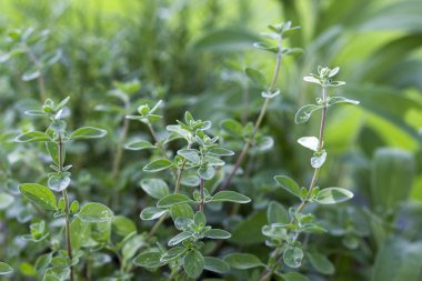 Bahçedeki Taze mercanköşk