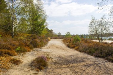 Hollanda 'daki Maasduinen Ulusal Parkı' nda Heathland