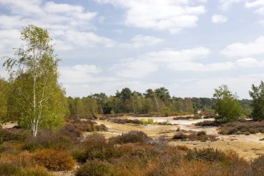 Hollanda 'daki Maasduinen Ulusal Parkı' nda Heathland