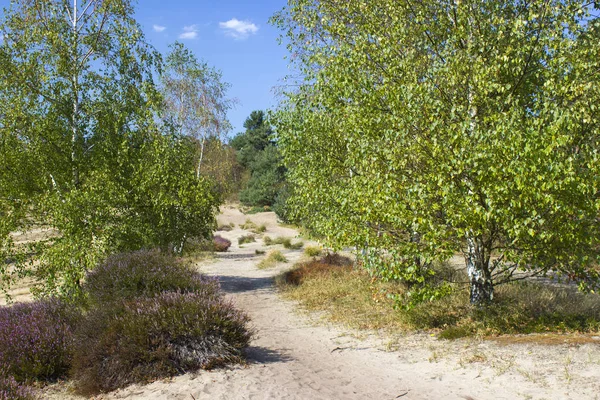 Hollanda Daki Maasduinen Ulusal Parkı Nda Heathland — Stok fotoğraf