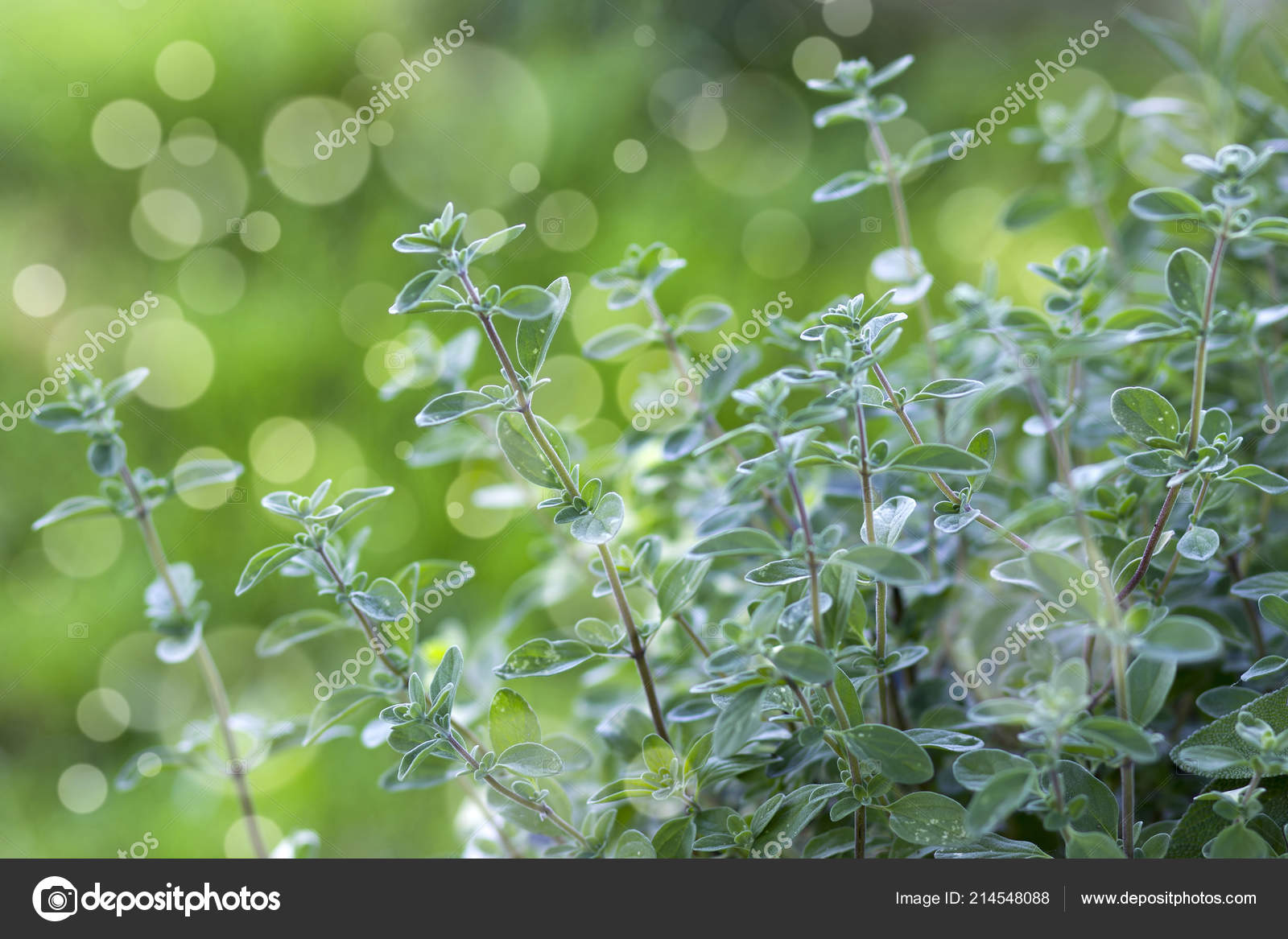 Thyme Garden Close Stock Photo C Mira Drozdowski Gmx De 214548088