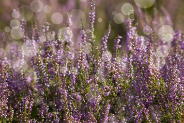 Blooming heather in National Park Maasduinen in the Netherlands clipart