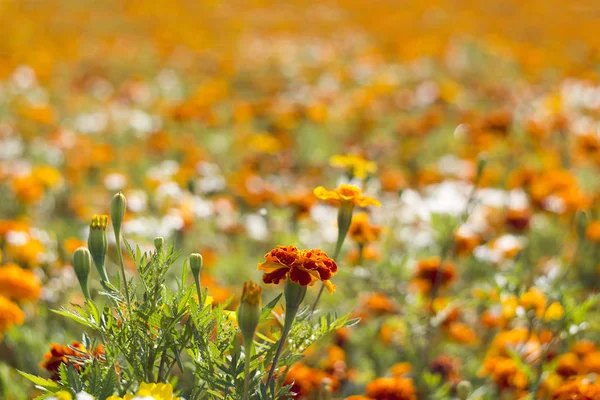 Fleurs Souci Gros Plan — Photo