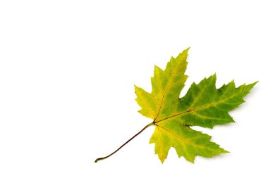 Beyaz arkaplanda akçaağaç sonbahar yaprağı