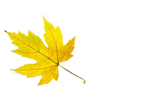 Maple Autumn Leaf White Background — Stock Photo, Image