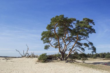 Çam ağacı National Park Hoge Veluwe, Hollanda.