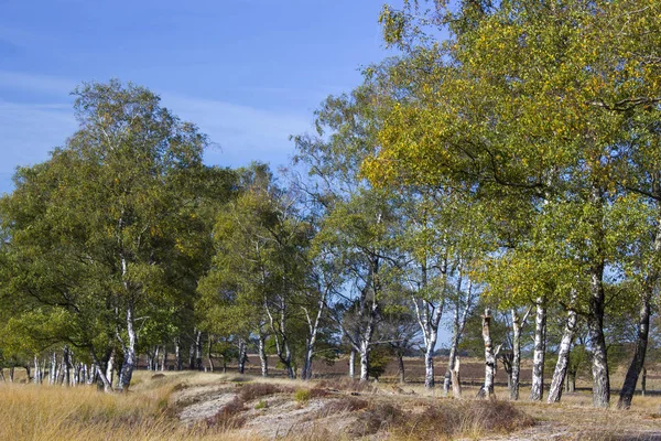 荷兰国家公园荷费吕沃桦木胡同 — 图库照片