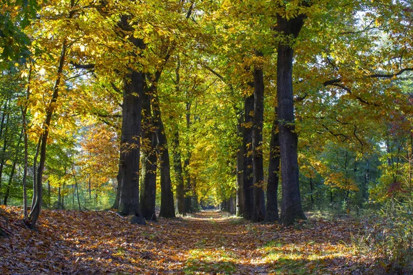 Jesień Las Parku Narodowego Hoge Veluwe Holandii — Zdjęcie stockowe