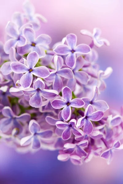Цветущие Сиреневые Цветы Макро Фото — стоковое фото
