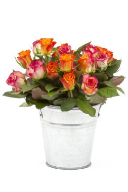 Beyaz arka plan üzerine bir kova içinde gül