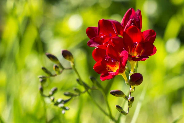 Red Freesia Garden — Stock Photo, Image