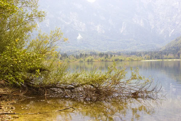 Szlovénia Partján Őszi Táj Fák Bohinj Tónál — Stock Fotó