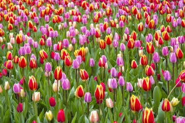 Keukenhof, Hollanda 'da laleler