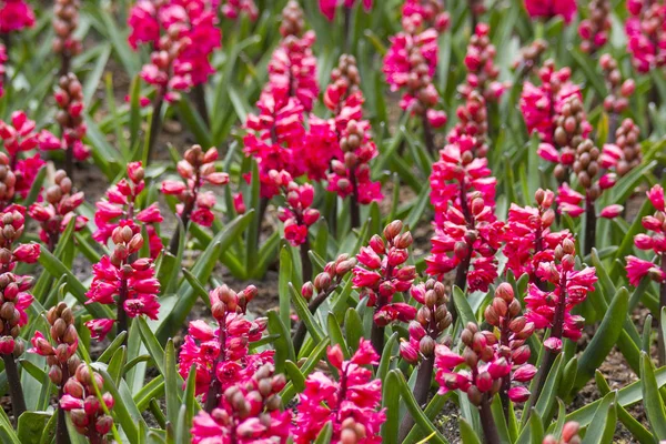 Kırmızı sümbül çiçek Keukenhof, Hollanda