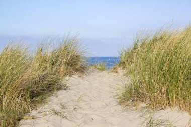  Path trough the dunes, Renesse, Zeeland, the Netherlands clipart