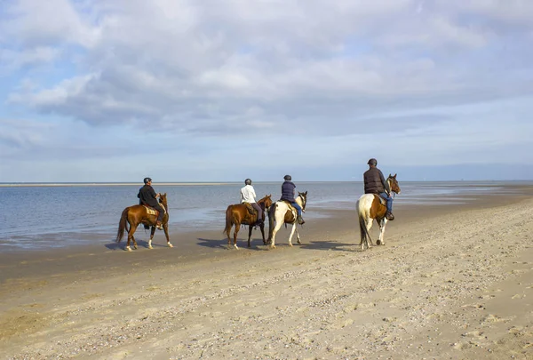 Renners Paarden Het Strand Renesse Zeeland Nederland — Stockfoto