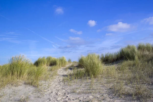 Duinen Renesse Zeeland Nederland — Stockfoto