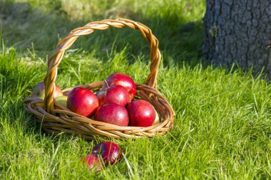 hasır sepet içinde taze olgun elma