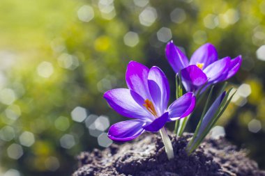 güzel çiğdem bahar çiçekleri, görünümü kapatın