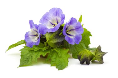 Beyaz arka plan üzerinde izole güzel bellflowers