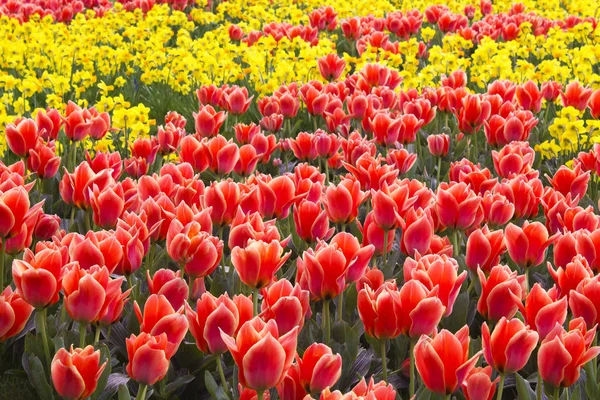 A spring field with spring flowers in Germany