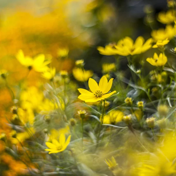 Krásné Cosmos Květy Rostoucí Poli — Stock fotografie