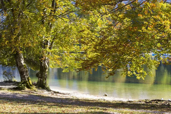 Starý Strom Jezera Bohinj Slovinsko — Stock fotografie