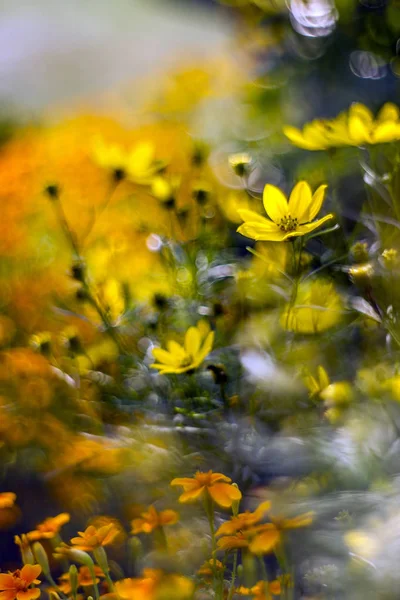 Belles Fleurs Cosmos Poussant Sur Terrain — Photo