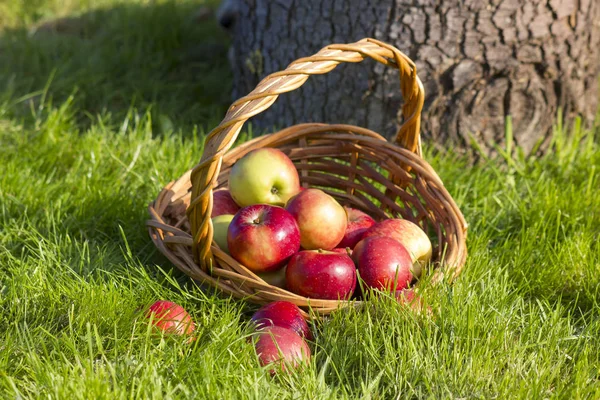 Świeże Jabłka Dojrzałe Wiklinowym Koszu — Zdjęcie stockowe
