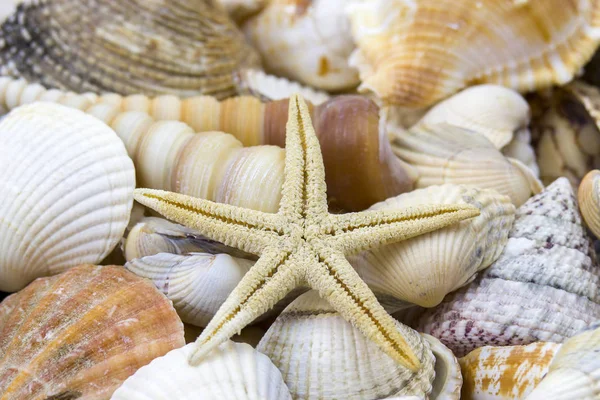 Vista Cerca Seashells Como Fondo — Foto de Stock