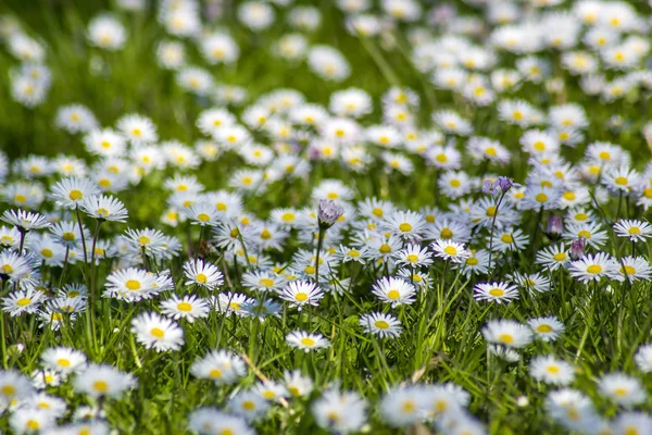 Background Blooming Daisies Green Meadow — Stock Photo, Image