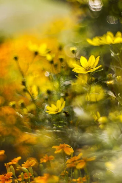 Belles Fleurs Cosmos Poussant Sur Terrain — Photo