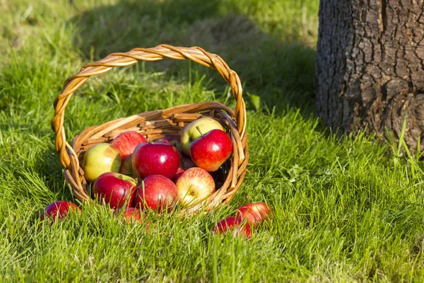 Fresh Ripe Apples Wicker Basket — Stock Photo, Image