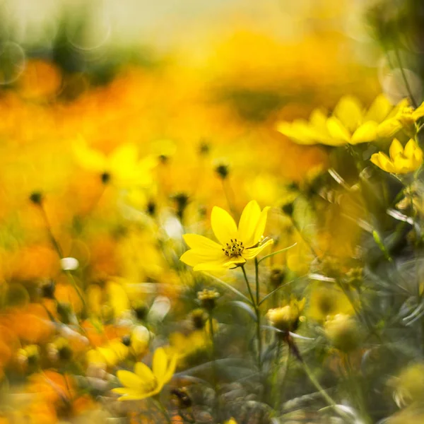 Schöne Kosmos Blumen Wachsen Auf Dem Feld — Stockfoto
