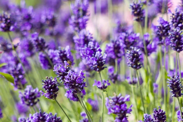 Belas Flores Lavanda Crescendo Campo — Fotografia de Stock