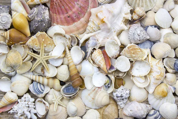 Vista Cerca Seashells Como Fondo — Foto de Stock