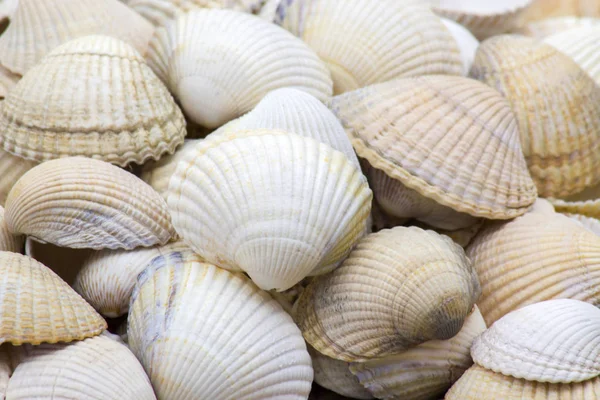 Vista Cerca Seashells Como Fondo — Foto de Stock