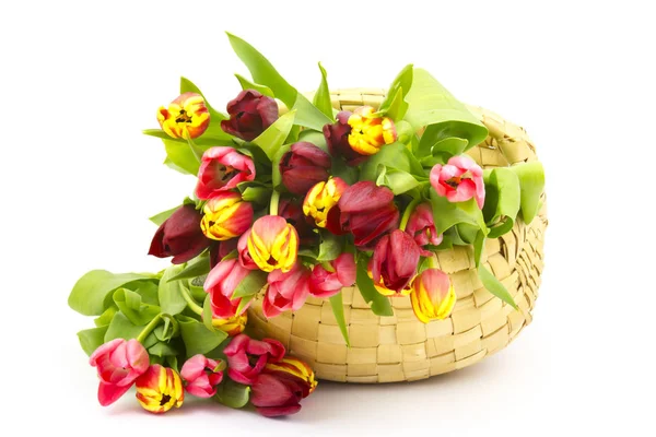 Colourful Tulips Basket White Background — Stock Photo, Image