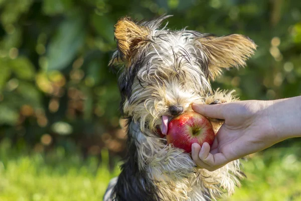 Yorkshire Terrier Jabłko Jedzenie Zbliżenie — Zdjęcie stockowe