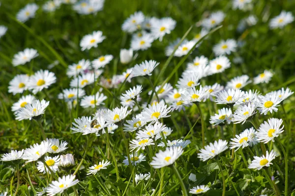 Background Blooming Daisies Green Meadow — Stock Photo, Image