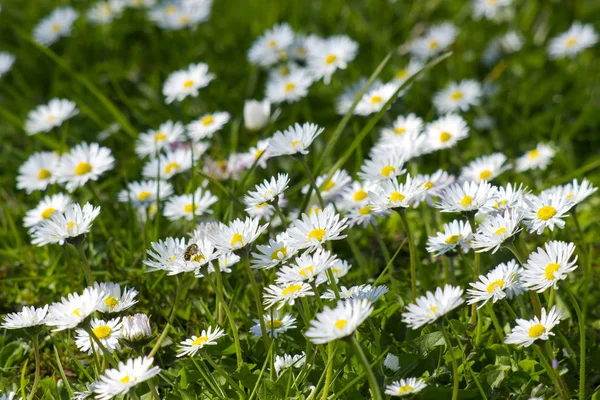 Hintergrund Blühender Gänseblümchen Auf Der Grünen Wiese — Stockfoto