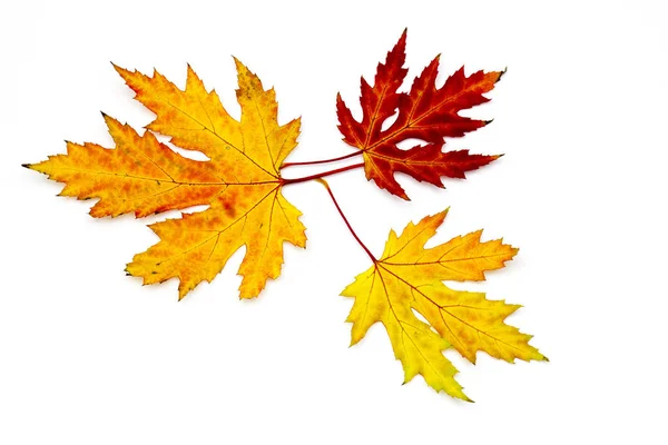 Feuilles Érable Automne Isolées Sur Fond Blanc — Photo