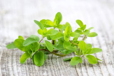 taze mercanköşk demet 