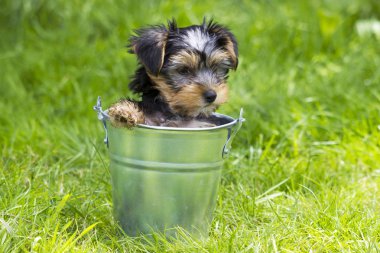 Yorkshire terrier yakın çekim 