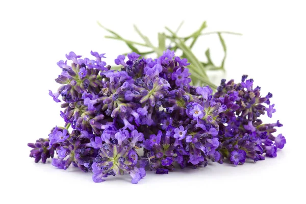 Bunch Lavender Flowers White Background — Stock Photo, Image