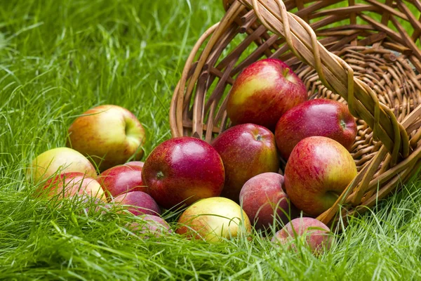 Owoce Koszyku Trawie Letniej — Zdjęcie stockowe