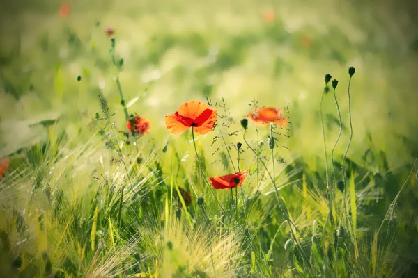Wild Poppy Flowers Field — Stock Photo, Image