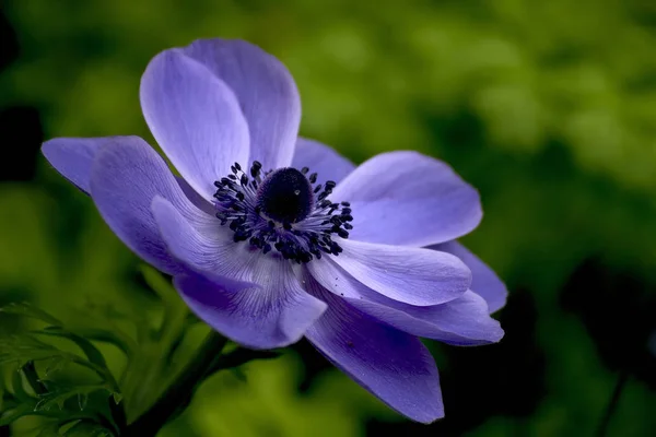 Anemone Blanda Zblízka — Stock fotografie